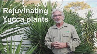 How to Rejuvenate Yucca Plants [upl. by Kei]