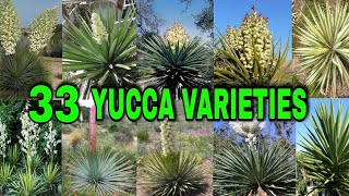 33 YUCCA VARIETIES [upl. by Ikceb354]