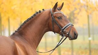 Amazing Horse  Hanoverian Horse [upl. by Sileas]