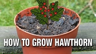 How to Grow a Hawthorn from Seed [upl. by Casanova]