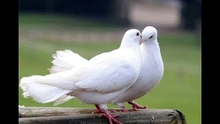 CUTE WHITE DOVES H D [upl. by Acnaiv]