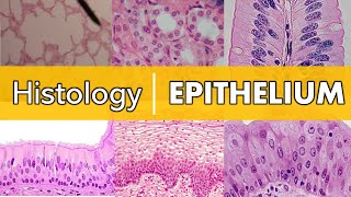 Histology  Epithelium [upl. by Einnoj]