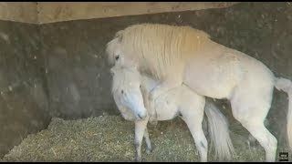 HORSES MATING [upl. by Jeff]