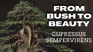 From Bush to BeautyCupressus Sempervirens [upl. by Luhey]