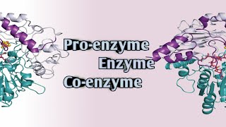 Enzyme Coenzyme Proenzyme [upl. by Kyred]