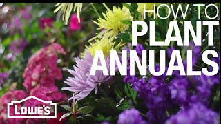 How to Plant Annual Flowers [upl. by Kaz553]