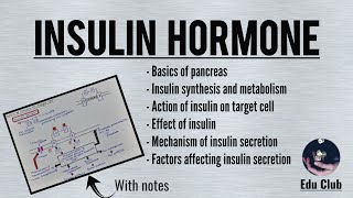 Insulin glucagon amp glycogen regulation Made simple with animation [upl. by Inverson120]