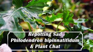 Repot amp Plant Chat Repotting Philodendron bipinnatifidum Lickety Split [upl. by Junji]