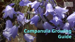 Campanula Gardening Guide [upl. by Anoet947]