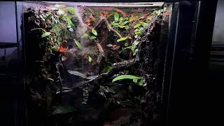 FLYING FROG PALUDARIUM [upl. by Joyan49]