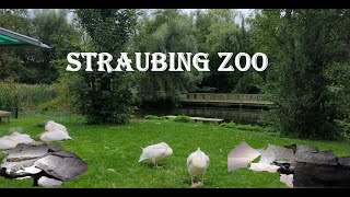 STRAUBING ZOO  RAS SHOTS [upl. by Cherianne]