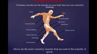 Year 8  Sports Science  Muscles  Antagonistic Pairs [upl. by Odlanra]