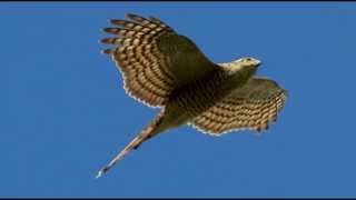 Sparrowhawk Bird Call Bird Song [upl. by Delacourt]