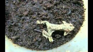 Frog versus Epomis beetle larva 2 [upl. by Guinn]