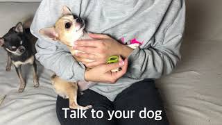 Chelsea Chihuahua Tutorial  Tricky nail Cutting [upl. by Rolat532]