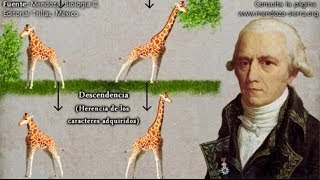 Evolución Ideas preevolucionistas de Anaximandro a Lamarck [upl. by Hyrup]