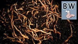 Worm Breeding Step by Step [upl. by Enecnarf]