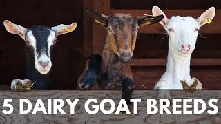 Dairy Goat Farming Tips and Techniques [upl. by Bronny]