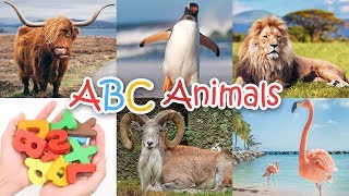 Alphabet Animals  Learn animal names from A to Z  Learning ABC for kids [upl. by Solokin]