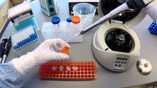 DNA Extraction Protocol  Part 2 [upl. by Marni]