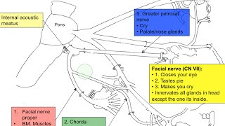 Cranial nerve VII [upl. by Maridel]