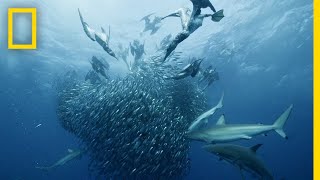 Sardine Feeding Frenzy  50 Shades of Sharks [upl. by Nels]