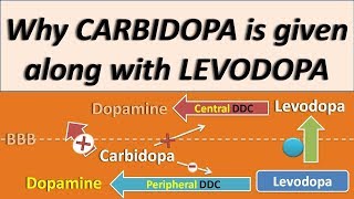 Why Carbidopa is given along with Levodopa [upl. by Odrick]