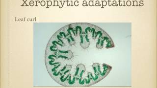 AS level G19 Xerophytes Ms Cooper [upl. by Jesus]