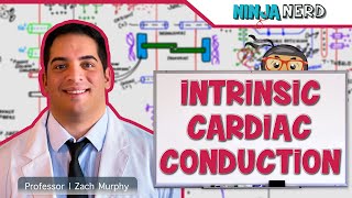 Cardiovascular  Electrophysiology  Intrinsic Cardiac Conduction System [upl. by Unity]