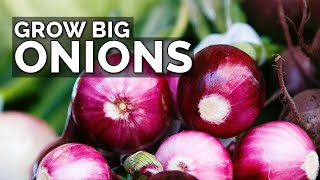 3 Onion Growing Mistakes to Avoid [upl. by Oicaro]