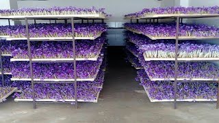 How to Farming Saffron Saffron agriculture processVertical Saffron production [upl. by Mendie]