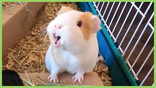 Best guinea pig noises of 2019 WARNING LOUD [upl. by Iinden177]