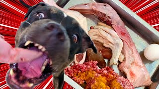 ♠️🐶Oli The Pit Bull eats🍖RAW FOOD comboASMR MUKBANG 犬が生の肉を食べる咀嚼音 Dog VLOG โอลิ  EP007 of 2024 [upl. by Naimad]