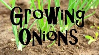 How to Plant Grow amp Harvest Onions from Start to Finish [upl. by Dahcir]