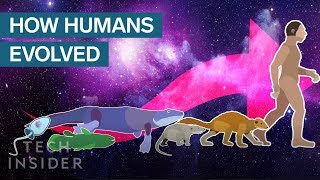 Incredible Animation Shows How Humans Evolved From Early Life [upl. by Akkin978]