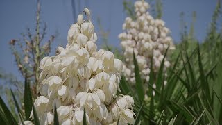 Yucca Plant [upl. by Brownley]