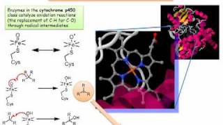 Cytochrome P450 Radicals in a Biochemical Setting [upl. by Christie]