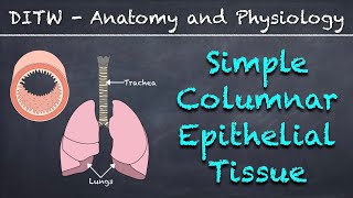 DITW  Simple Columnar Epithelial Tissue [upl. by Yrrac]