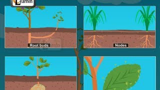 Buds formed in plants  Vegetative propagation  Biology [upl. by Ennasus]