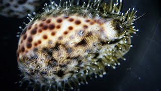 Facts The Tiger Cowrie [upl. by Cheyney725]