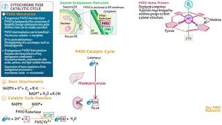 Cytochrome P450 Catalytic Cycle [upl. by Dnilasor]