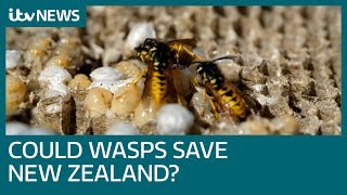 Scientists seek wasp parasite to save New Zealands wildlife  ITV News [upl. by Russi]