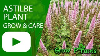 Astilbe plant  grow amp care False spirea [upl. by Emmeram]