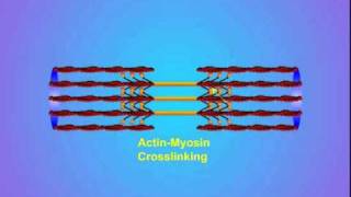 4 ActinMyosin Crosslinking [upl. by Yasmar]