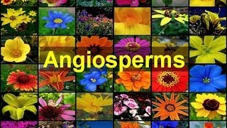 Angiosperms Flowering Plants [upl. by Reiner638]