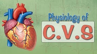 Easy Physiology  CVS  Cardiac Action Potential [upl. by Asset]