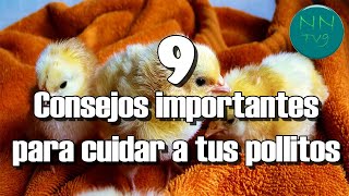 9 Consejos importantes para cuidar a tus pollitos [upl. by Maryn905]