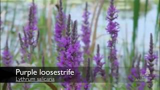 How to identify purple loosestrife Lythrum salicaria [upl. by Adnauqaj]