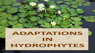 Adaptations of Hydrophytes [upl. by Merce]