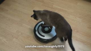 Cat shows HOW TO use iRobot Roomba Vacuum [upl. by Leonsis685]